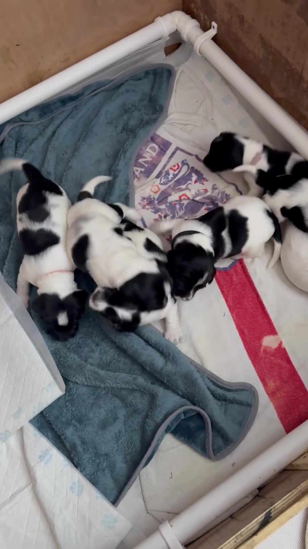 English Springer Spaniel dogs for sale: Springer spaniel puppies in Mansfield - Video 1