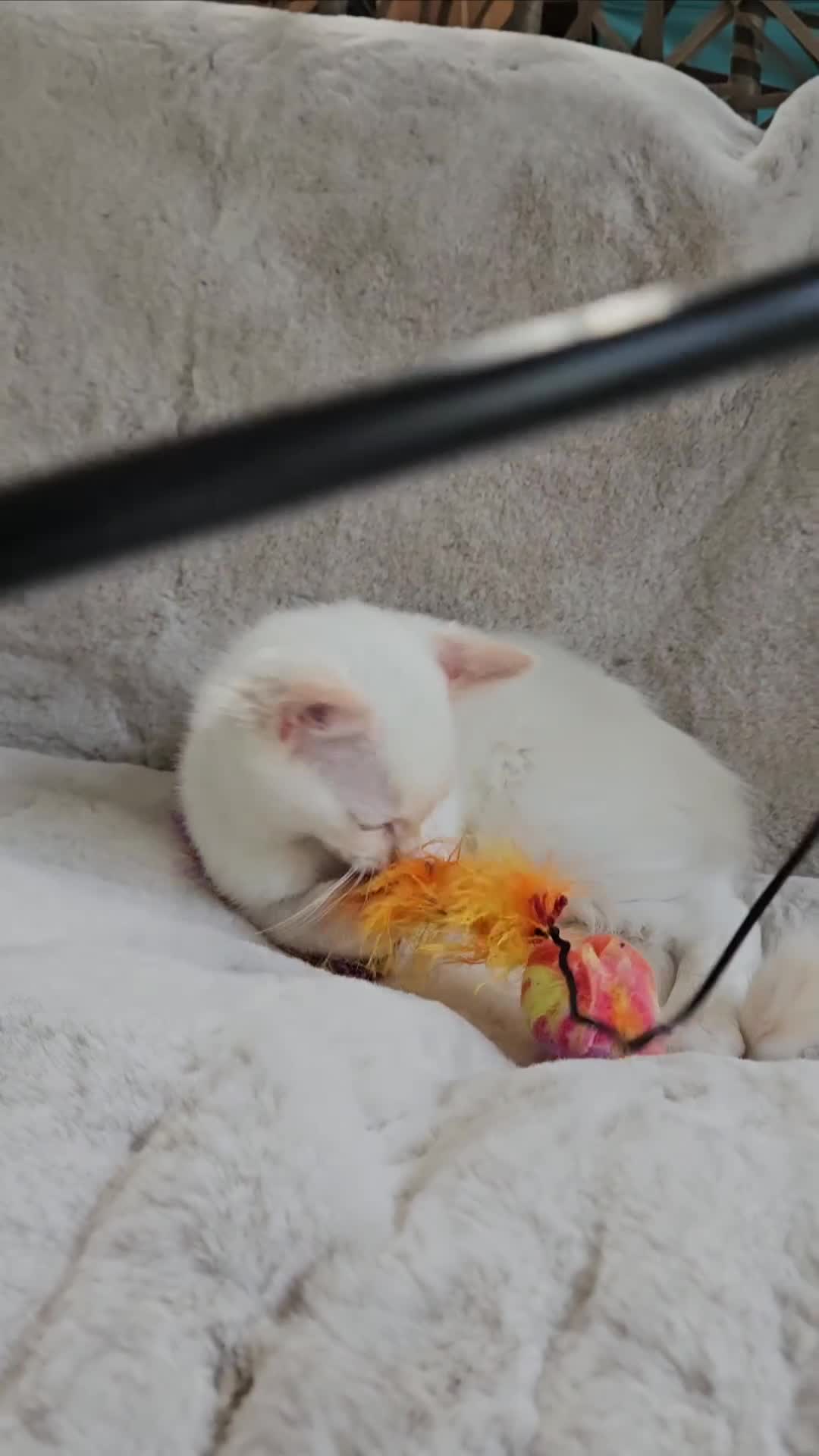 Ragdoll cats for sale: Pure Ragdoll Kittens - Video 3