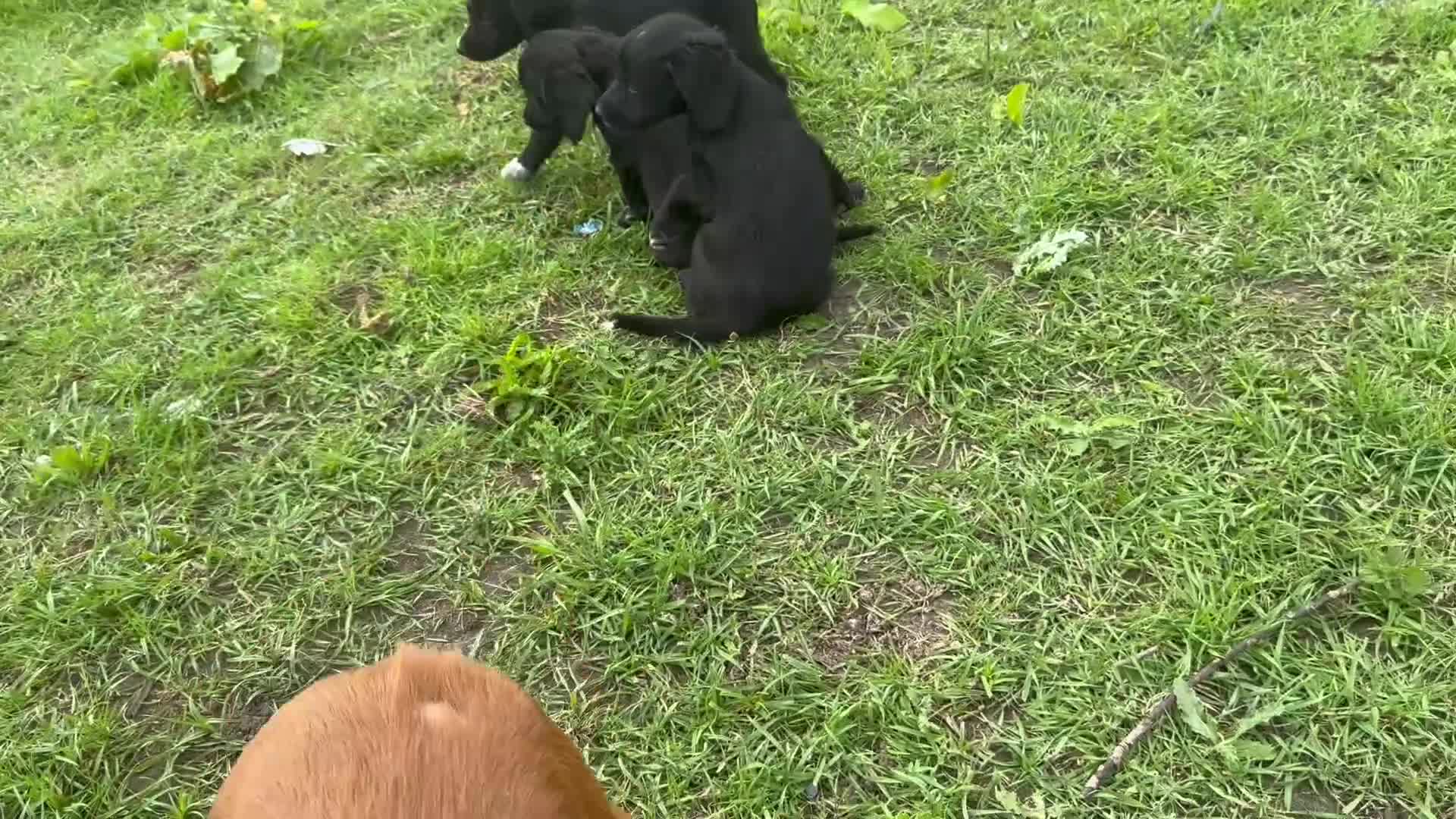 Cocker Spaniel dogs for sale: 3 cocker spaniel pups for sale  - Video 2