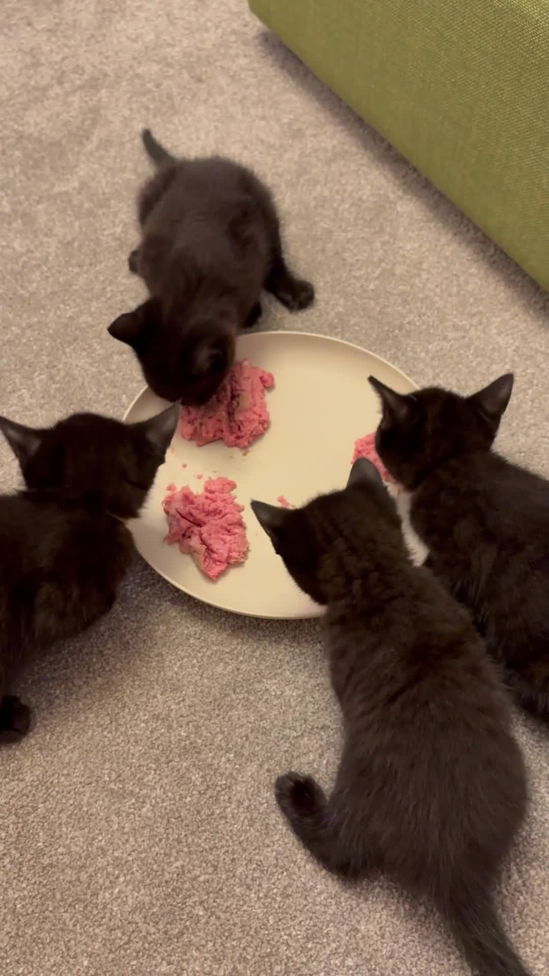 Mixed Breed cats for sale: British shorthair blue (dad) mixed breed kittens  - Video 1