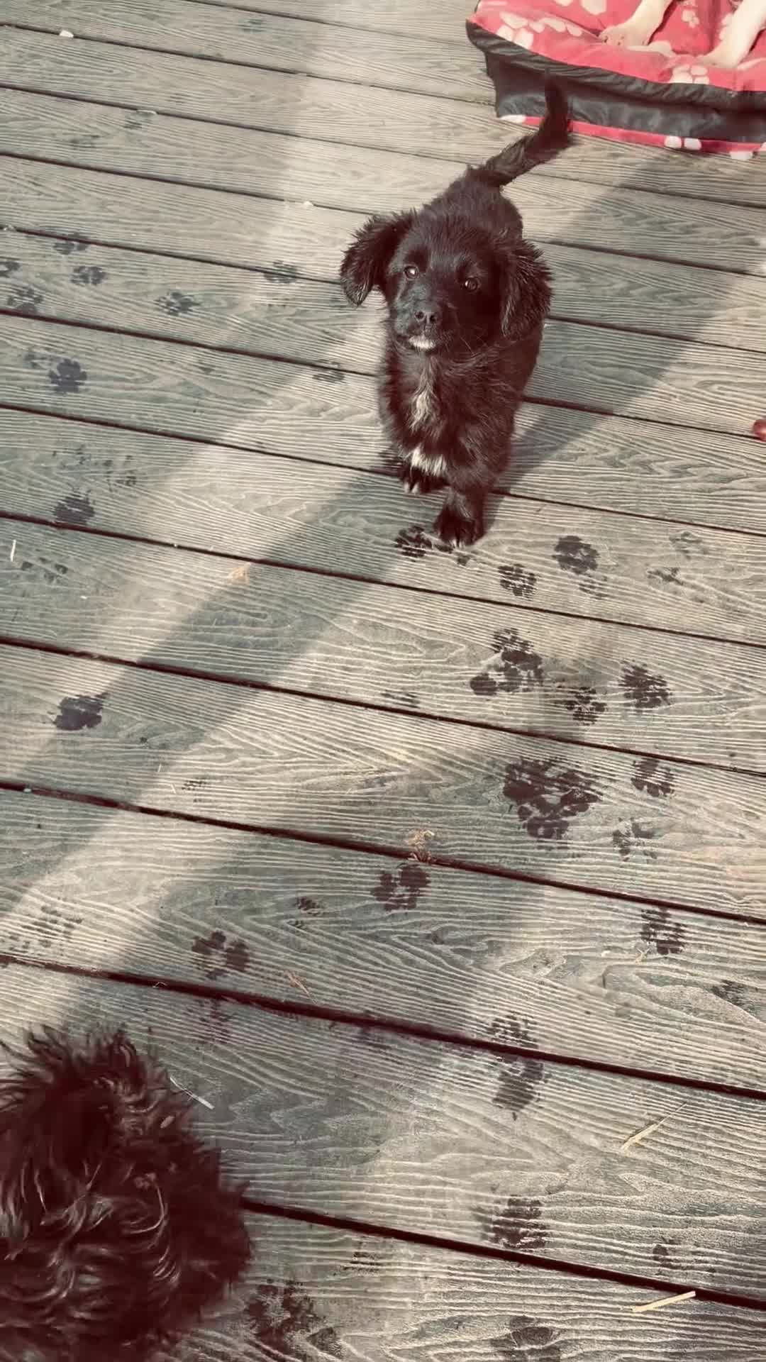 Mixed Breed dogs for sale: Corgipoo 🐾🐶 - Video 1