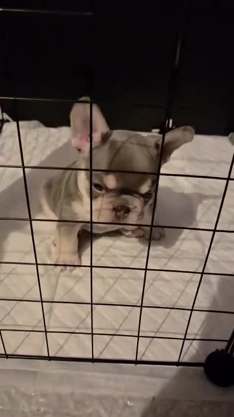 French Bulldog dogs for sale: French Bulldog Puppies  - Video 1