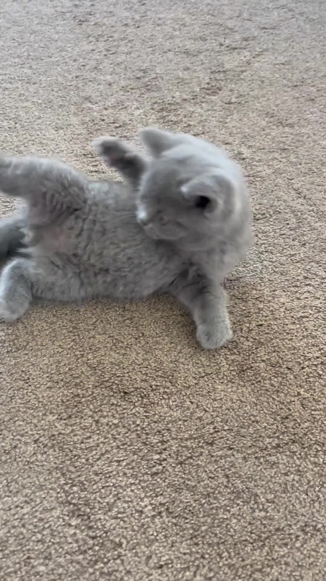 British Shorthair cats for sale: 🐾Beautiful British Shorthair Kittens🐾 - Video 1