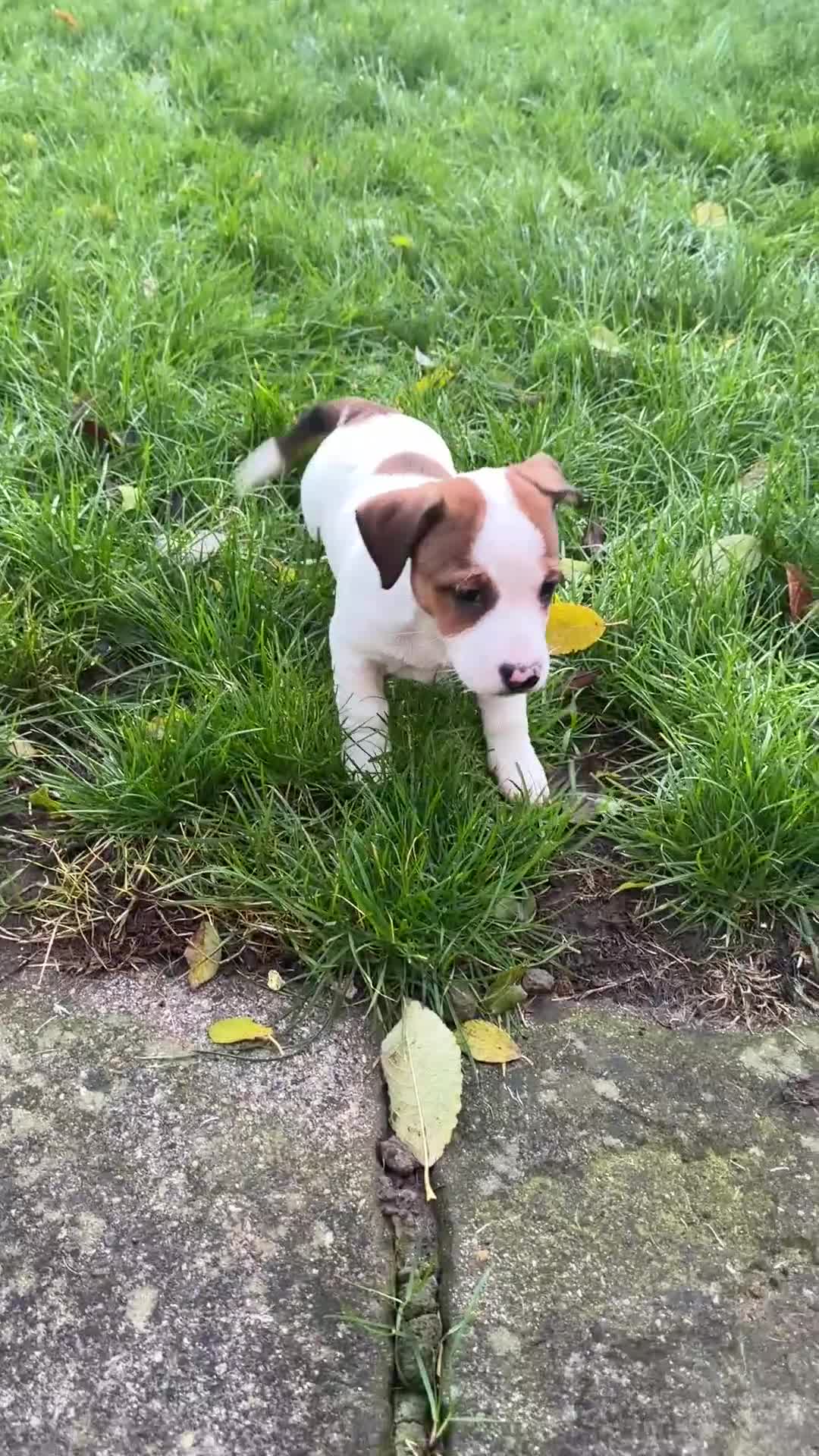 Mixed Breed dogs for sale:  Last 2 girls READY NOW! Rare English Bulldach - Video 1