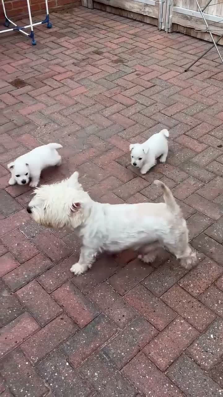 West Highland Terrier dogs for sale: West highland terrier puppies  - Video 3