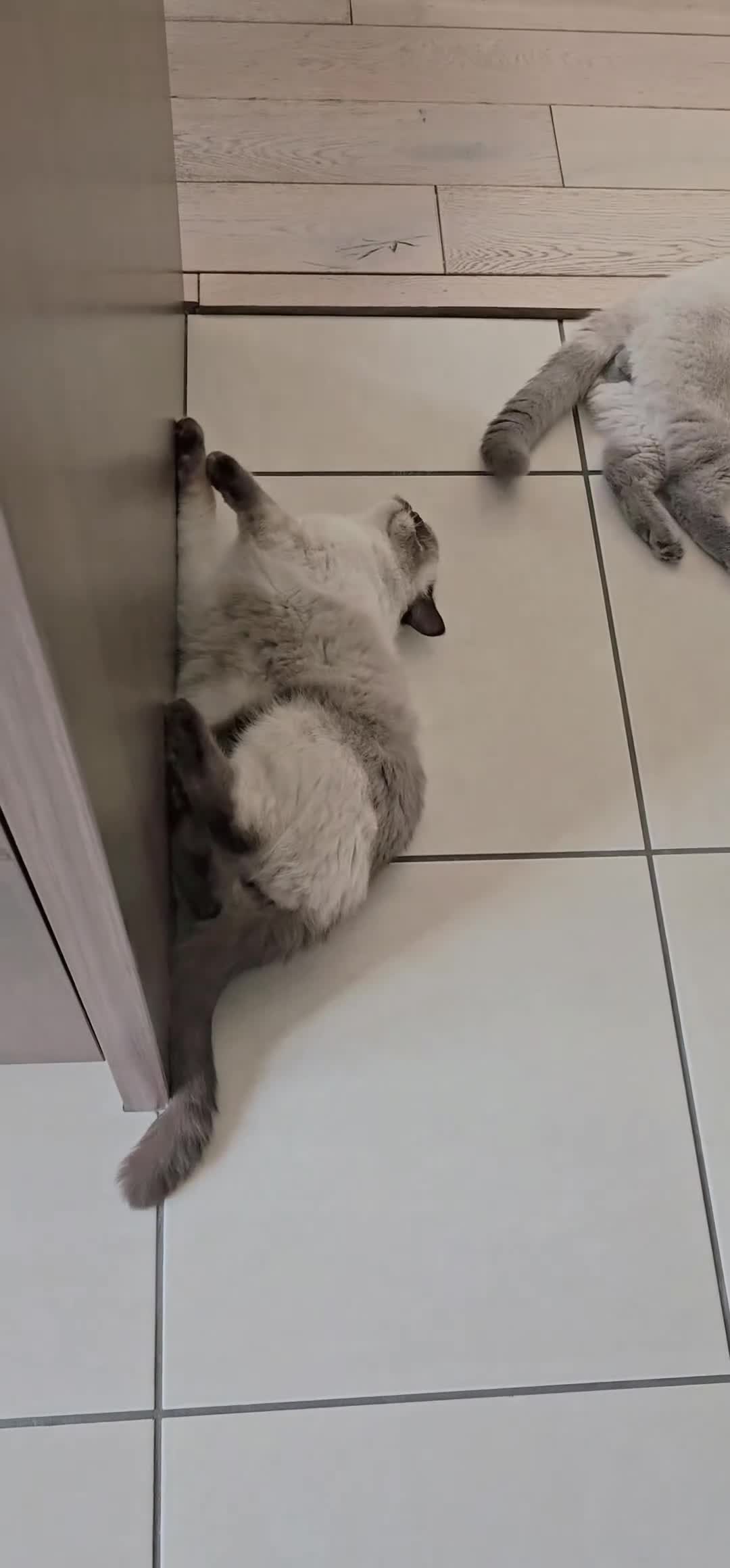 British Shorthair cats for sale: GCCF reg. BSH Colourpoint female 🌸 - Video 1