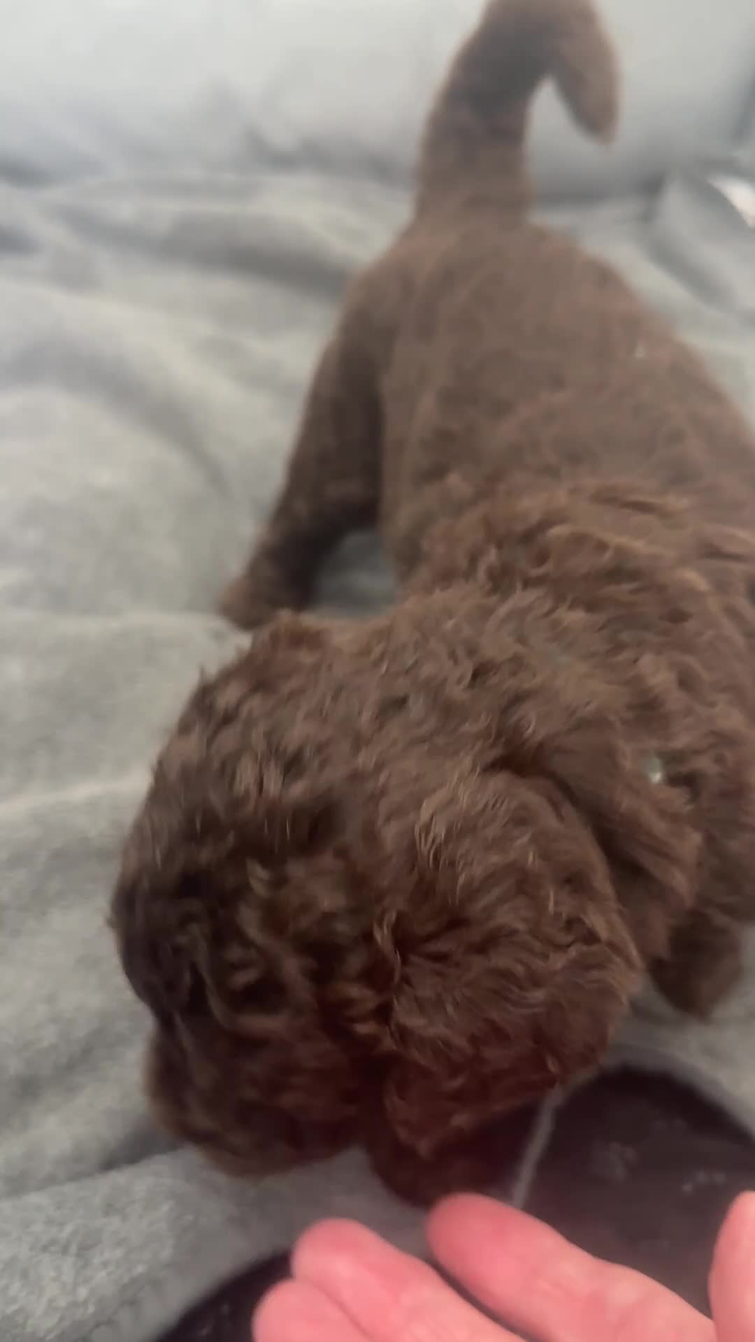 Saint Berdoodle dogs for sale: ⭐ Beautiful St Berdoodle Boy – 5⭐ Licensed Breeder - Video 1