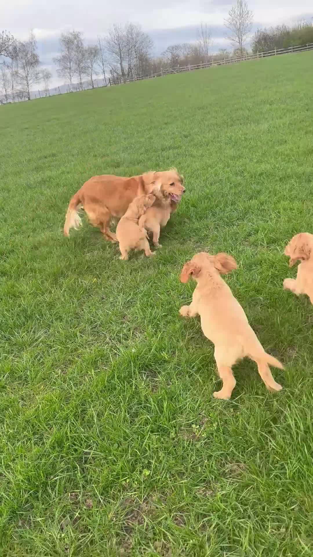 Cocker Spaniel dogs for sale: Golden cocker spaniel pups  in Appleby-in-Westmorland - Video 1