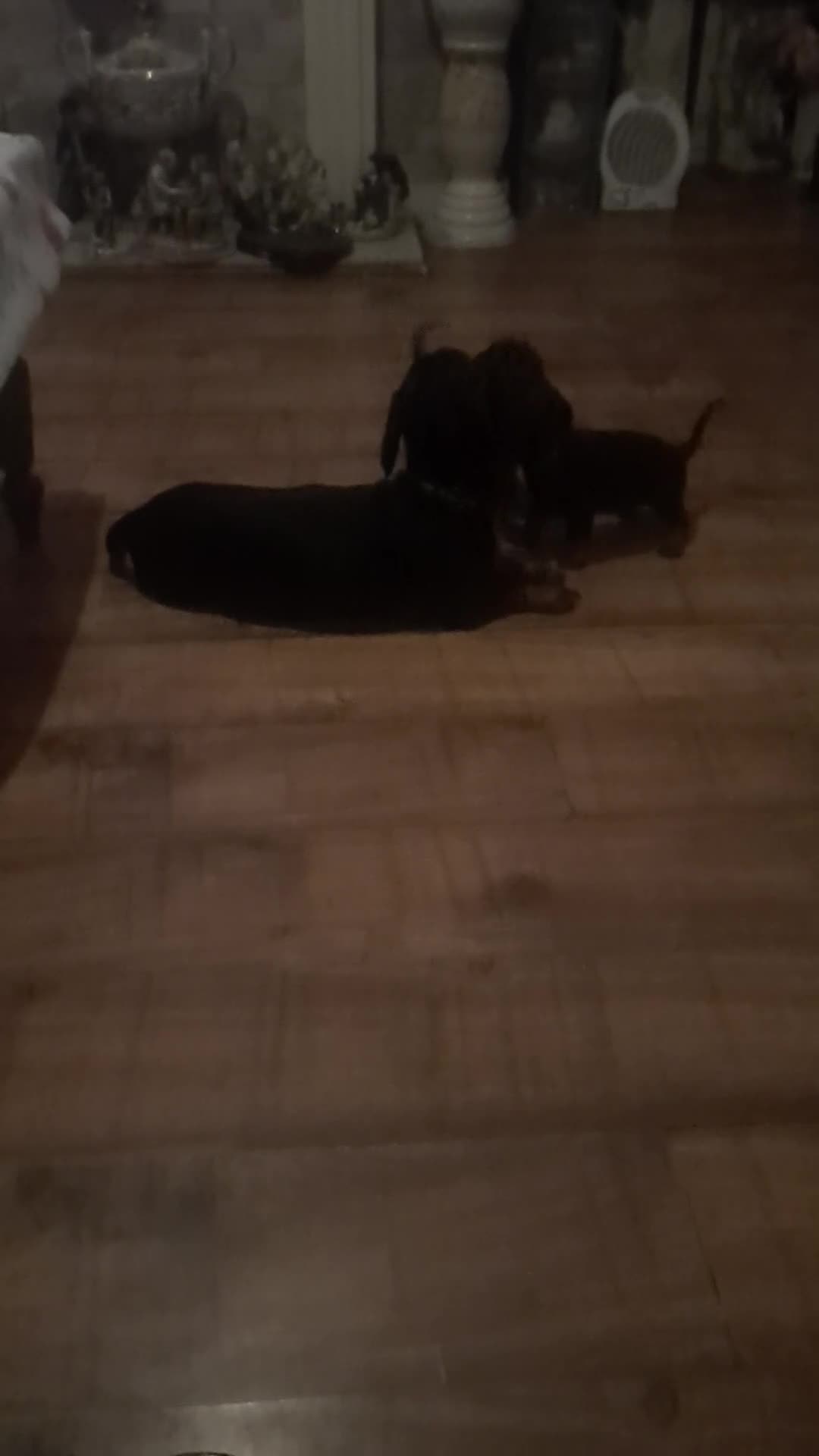 Dachshund dogs for sale: Dachshund puppies  - Video 2