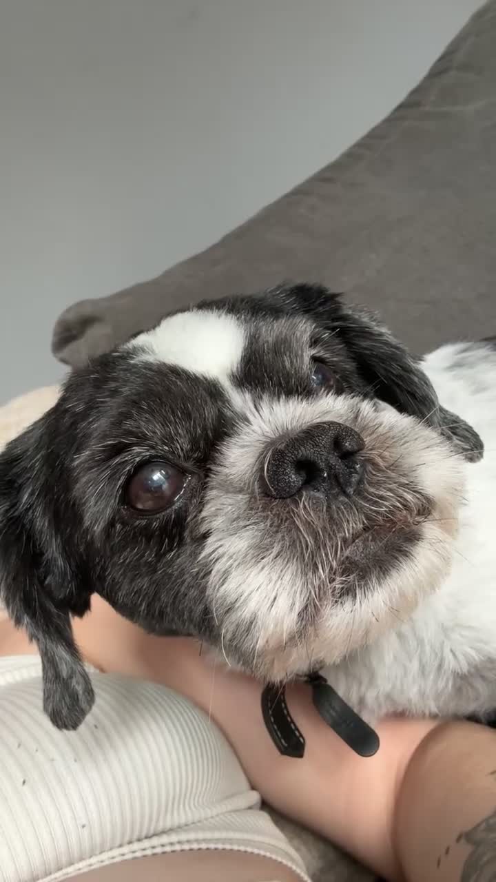 Shih Tzu dogs for sale: 8 year old buddy for rehoming  - Video 1
