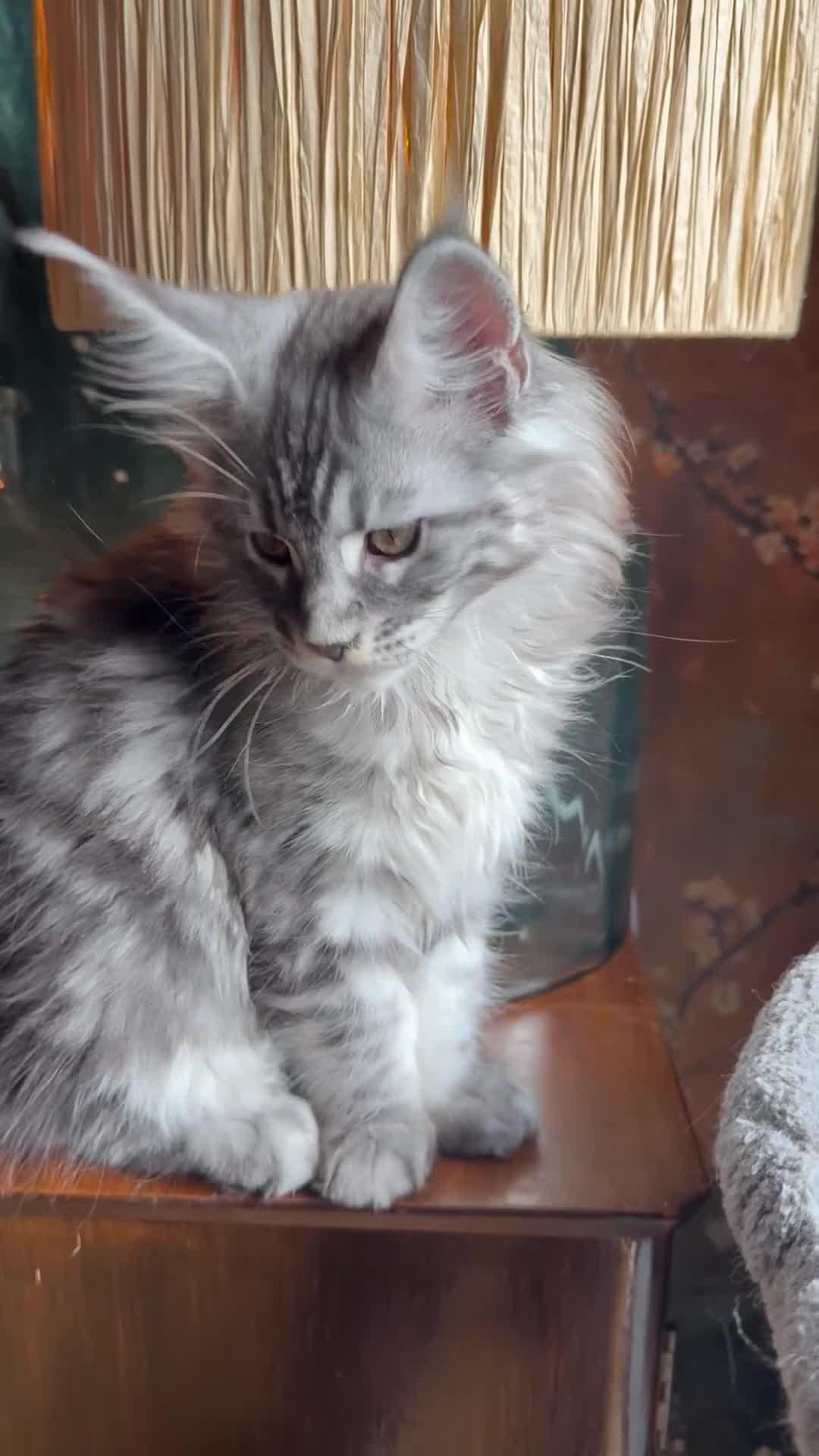 Maine Coon cats for sale: Tica registered Maine Coons from champion lines  - Video 2