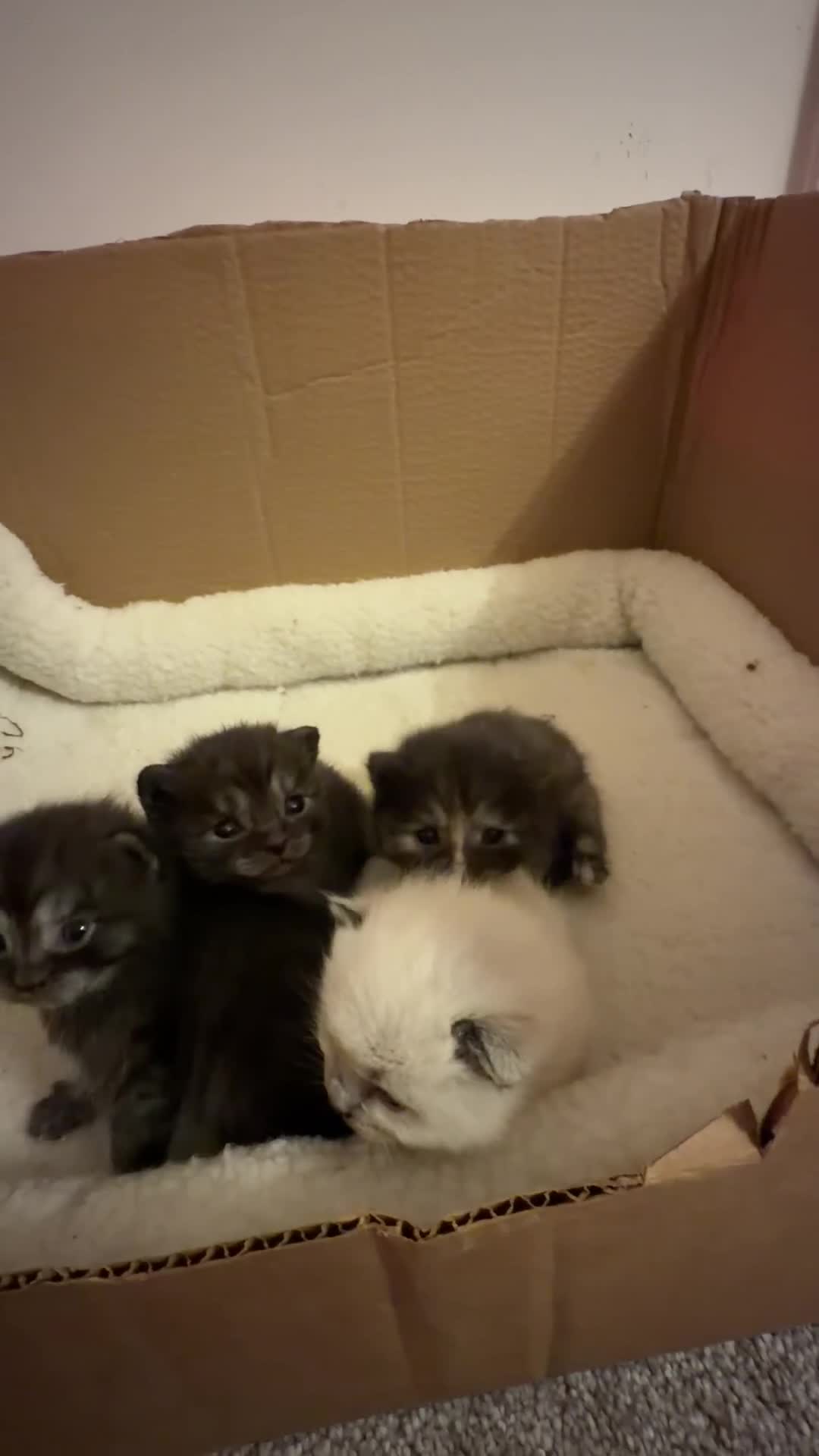 British Shorthair cats for sale: BSH x Ragdoll kittens in Spilsby - Video 3