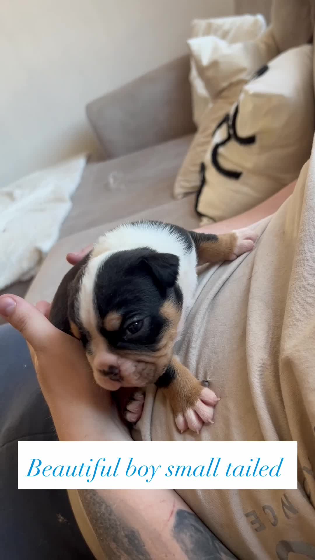 Olde English Bulldogge dogs for sale: Beautiful olde English bulldogs - Video 4