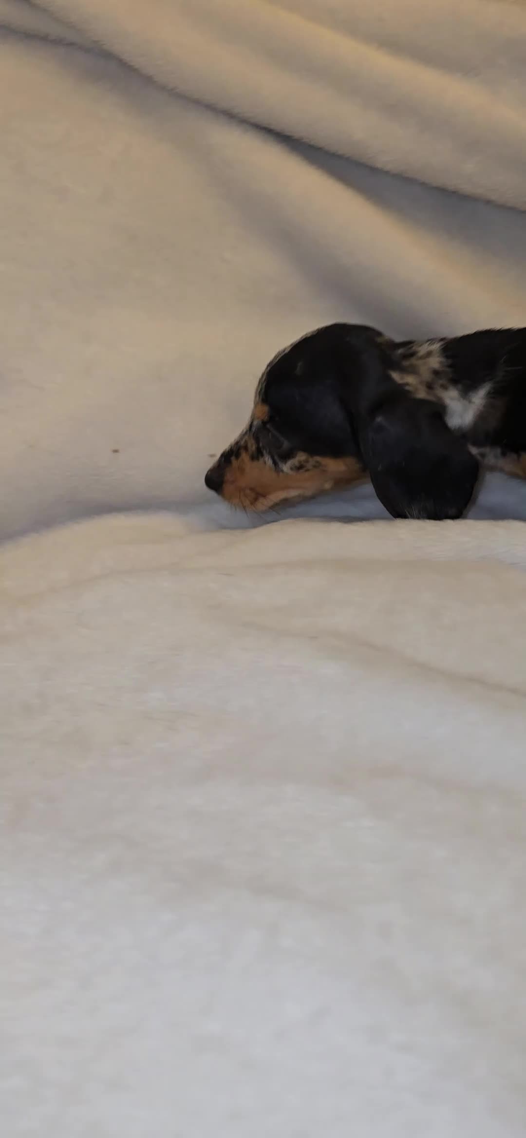 Miniature Dachshund dogs for sale: Miniature Dashound 5 STAR QUALITY LONGHAIR & SHORT - Video 4