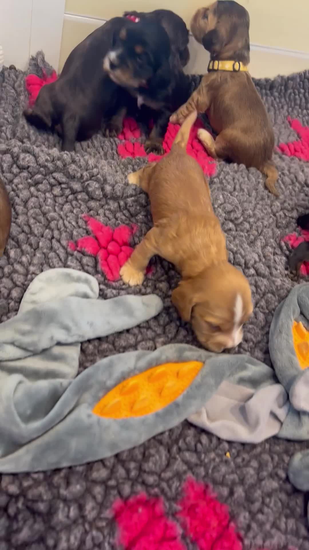 Cocker Spaniel dogs for sale: Show Cocker Spaniel’s  - Video 1