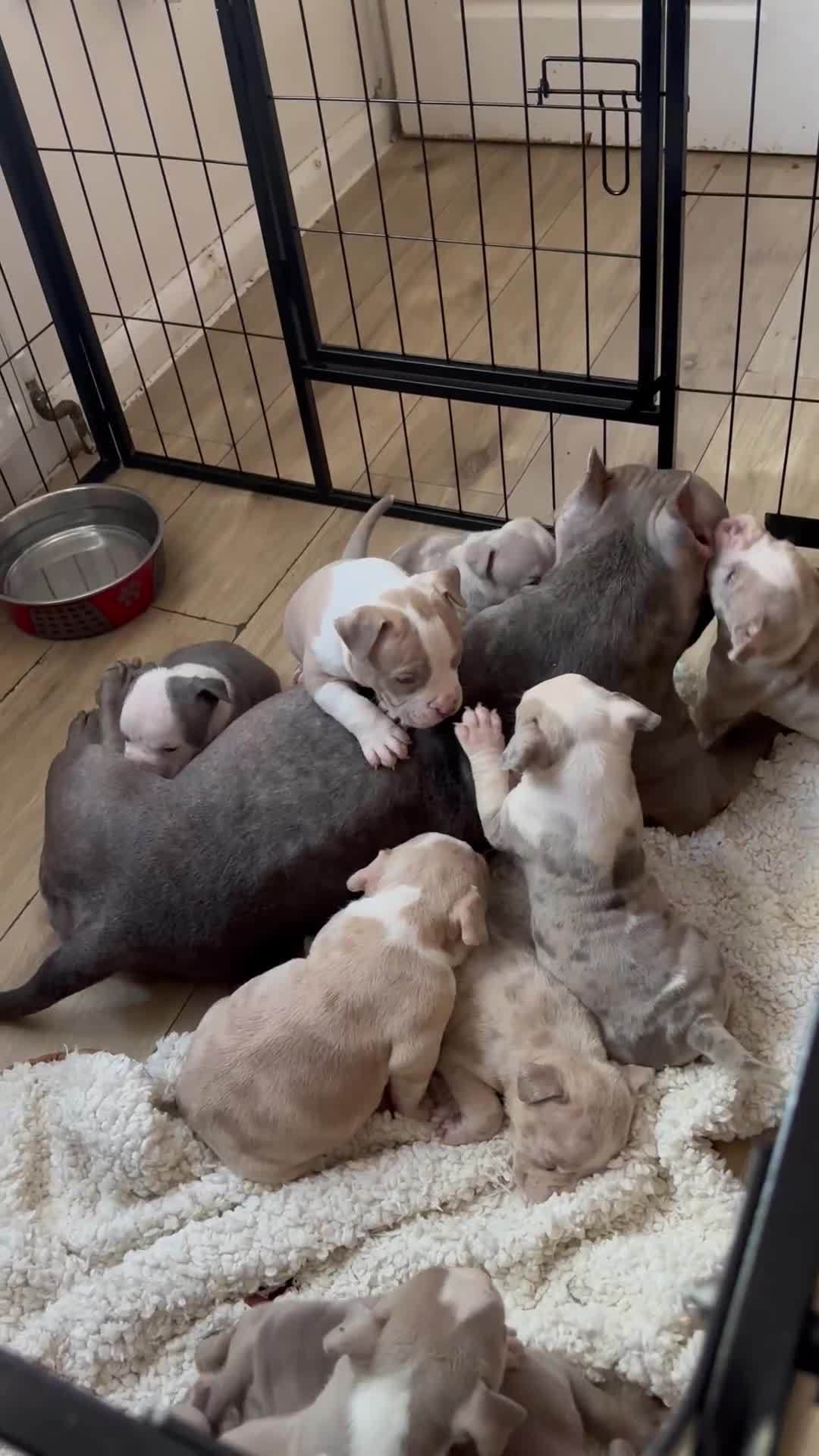 American Bully dogs for sale: 🐾 ABKC Registered Micro/Pocket Bully Puppies! 🐾 - Video 1