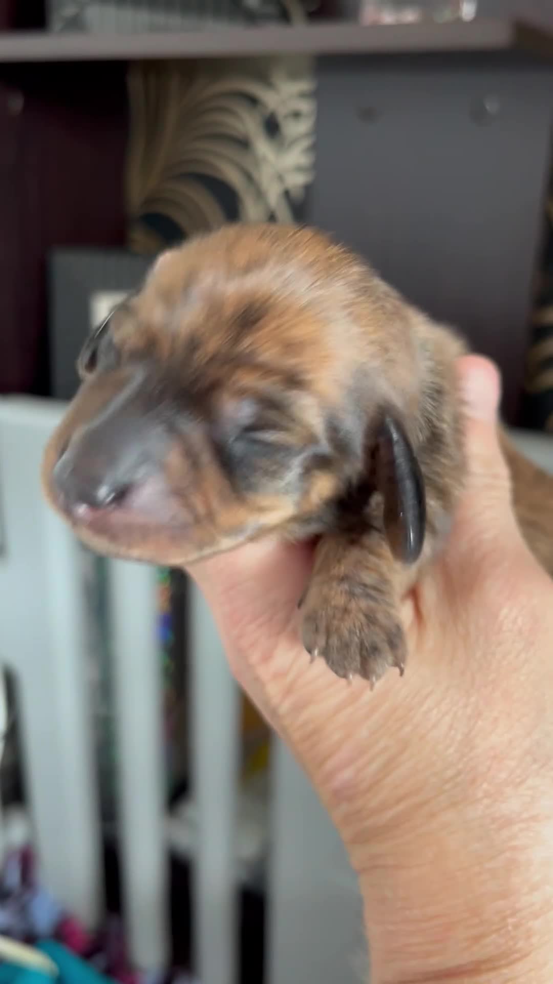 Dachshund dogs for sale: Miniature smooth coated dachshund  - Video 2