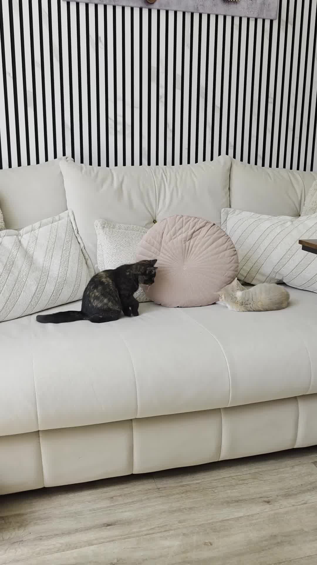 British Shorthair cats for sale: 2 British shorthair kittens  - Video 1