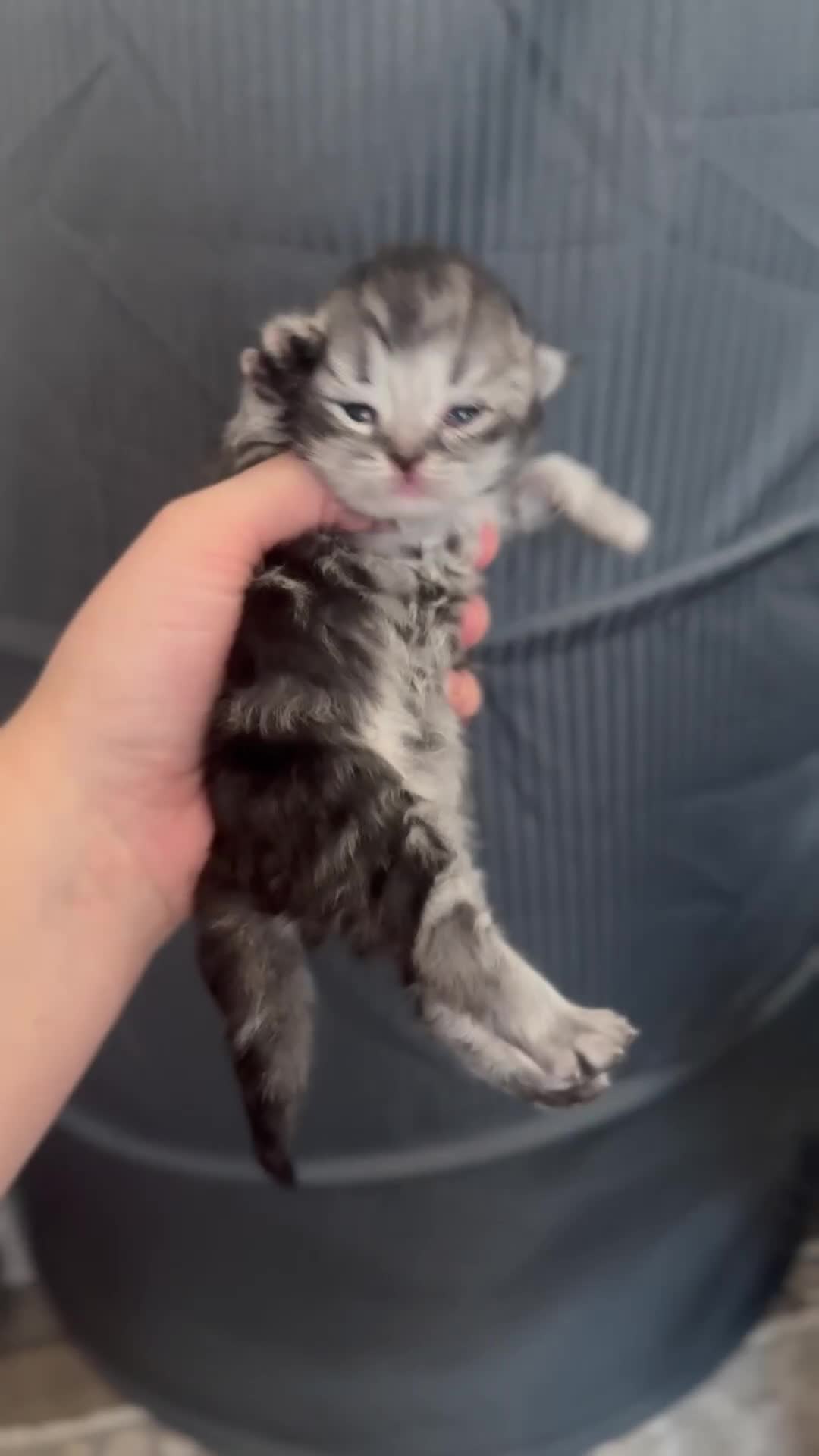 Persian cats for sale: Pure persian kittens - Video 4