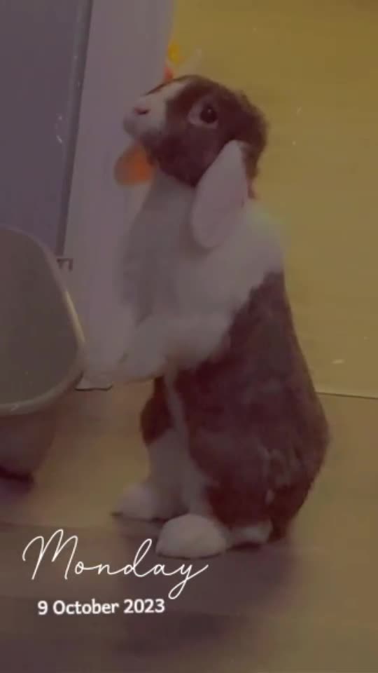 Mini Lop rabbits for sale: Male & female rabbits  - Video 1