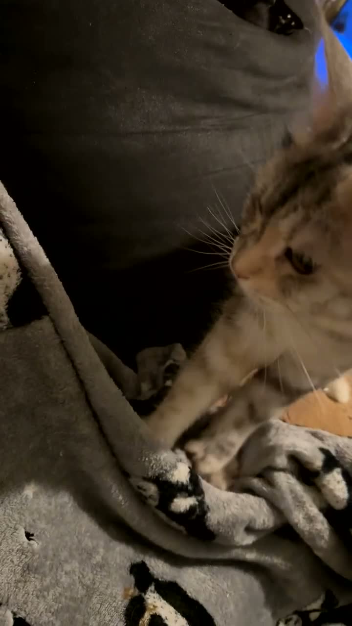 Maine Coon cats for sale: Female Black Silver Torbie Mainecoon Cat - Video 1