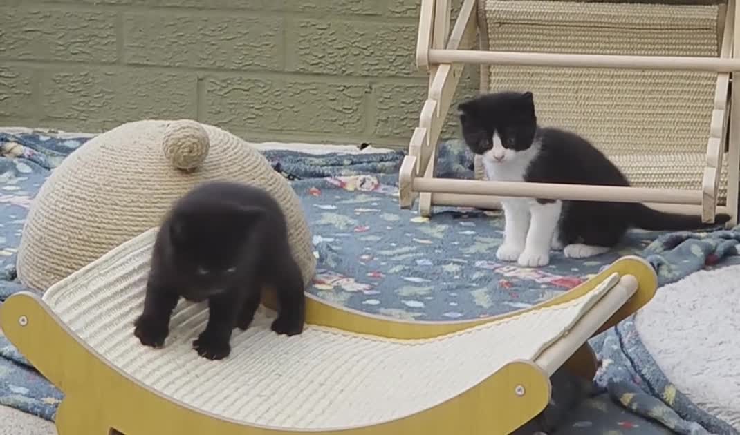 British Shorthair cats for sale: Kittens  - Video 1