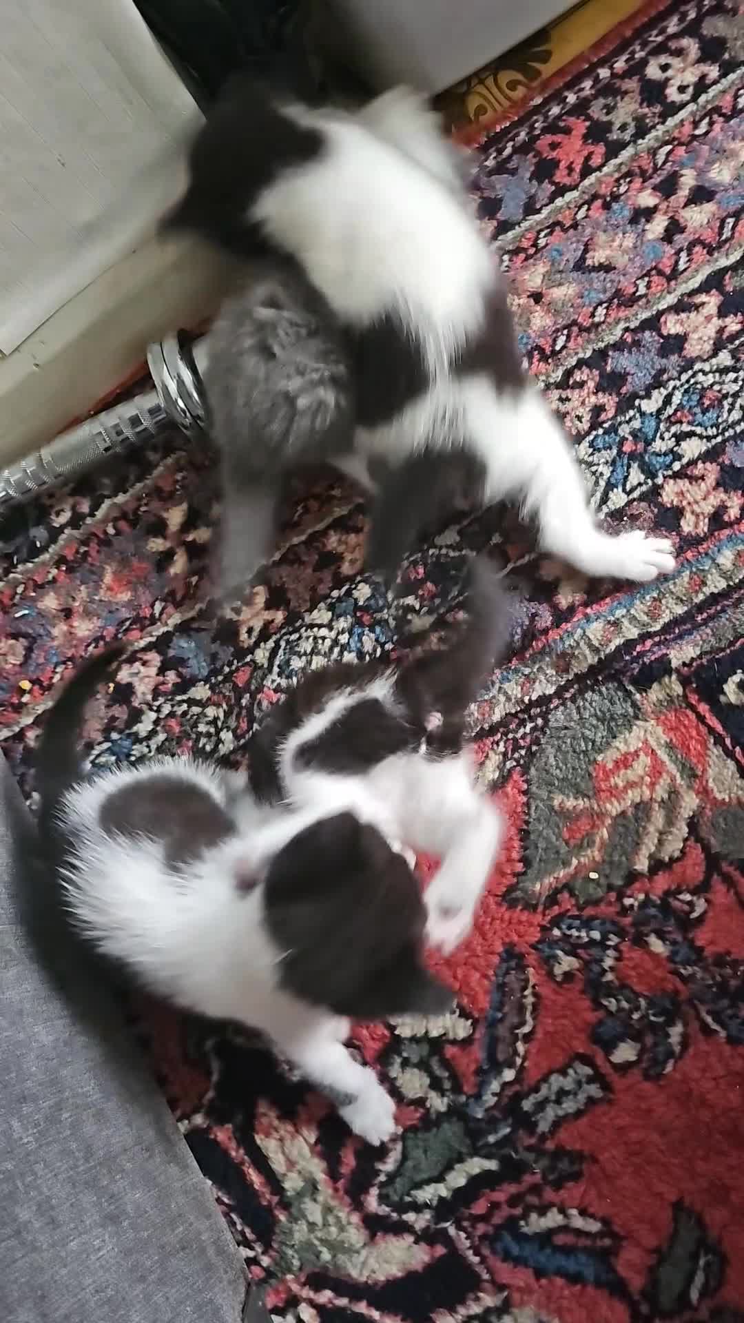 British Shorthair cats for sale: 4 cute kittens  - Video 3