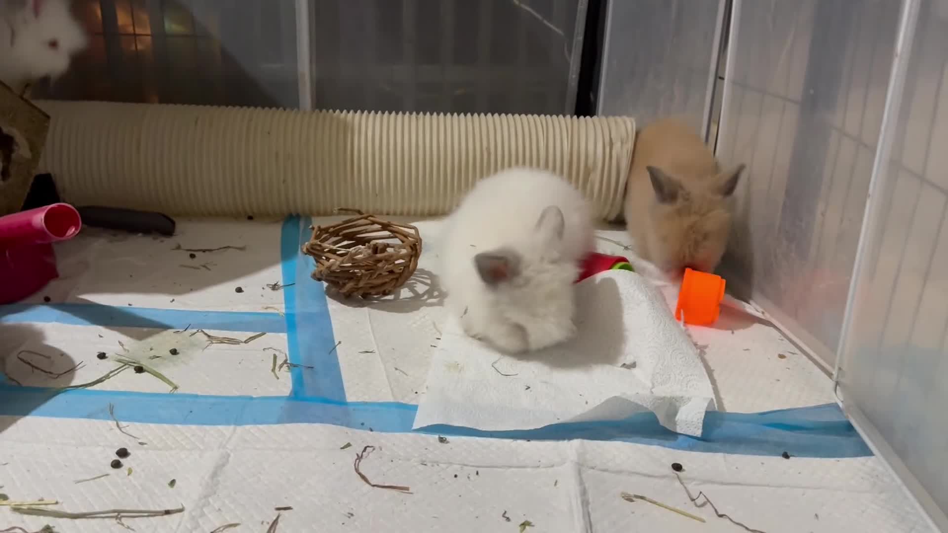 Lionhead rabbits for sale: Double Maned super Fluffy Lionheads READY NOW 🥳 - Video 1