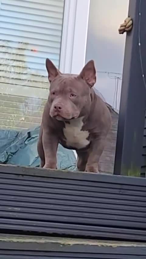 American Bully dogs for sale: American Bully Pocket Extreme Female  - Video 1