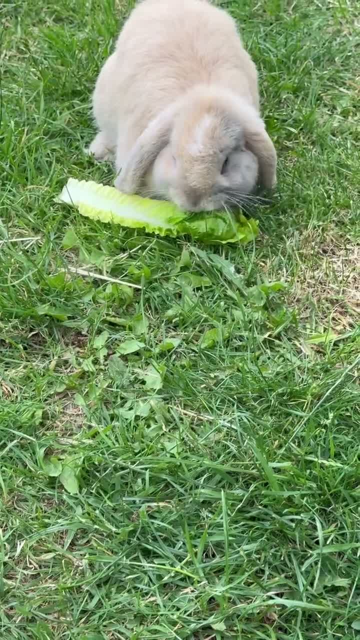 Mini Lop rabbits for sale: Biscuit the bunny is looking for a loving home. in Rhyl - Video 1