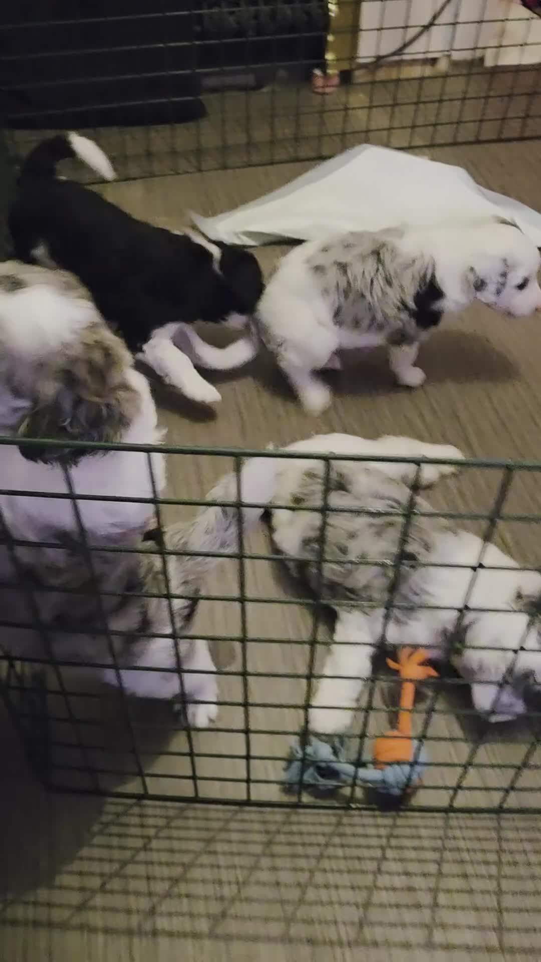 Bordoodle dogs for sale: Beautiful mixed colour bordoodles for sale  - Video 2