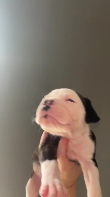 Alapaha Blue Blood Bulldog dogs for sale: Alapahabluebloodbulldog  in Gloucester - Video 3