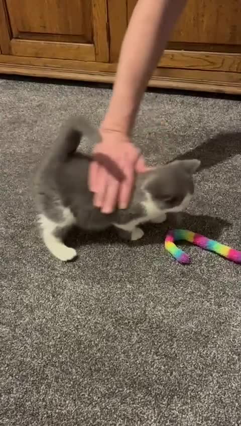 British Shorthair cats for sale:  BSH TICA Kittens. 1 BLUE & WHITE BOY AVAILABLE  - Video 1