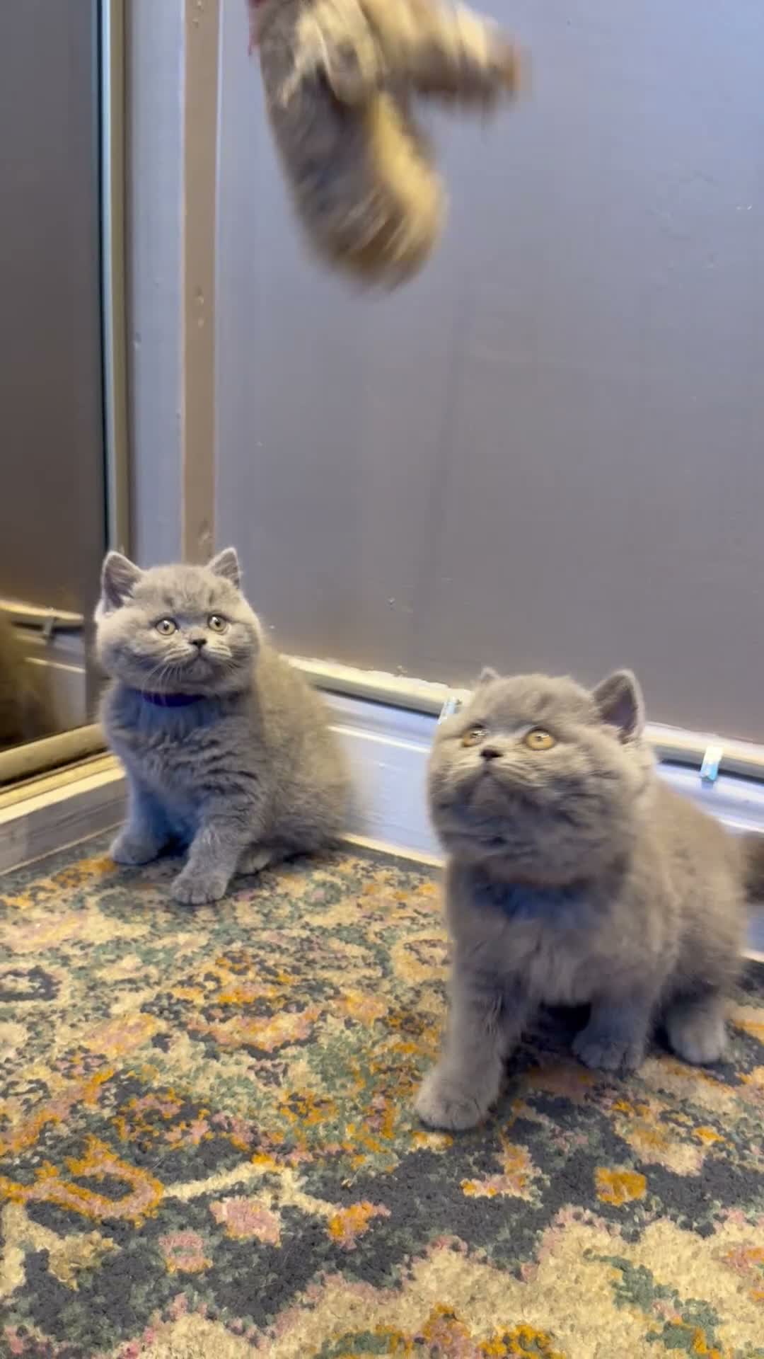 British Shorthair cats for sale: British shorthair kittens  - Video 1