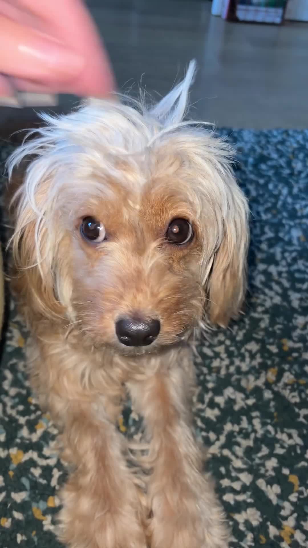Cavapoo dogs for sale: Beautiful F1B mini Cavapoo puppies  - Video 2
