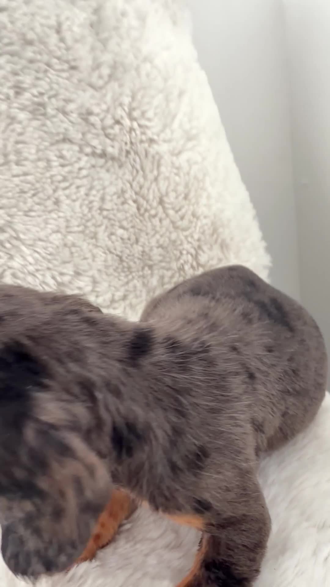 Mixed Breed dogs for sale: Docker dachshund ** paniel puppies  - Video 1