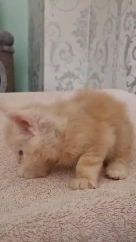 Maine Coon cats for sale: 2 Stunning Cream Pedigree Mainecoons Available  - Video 4