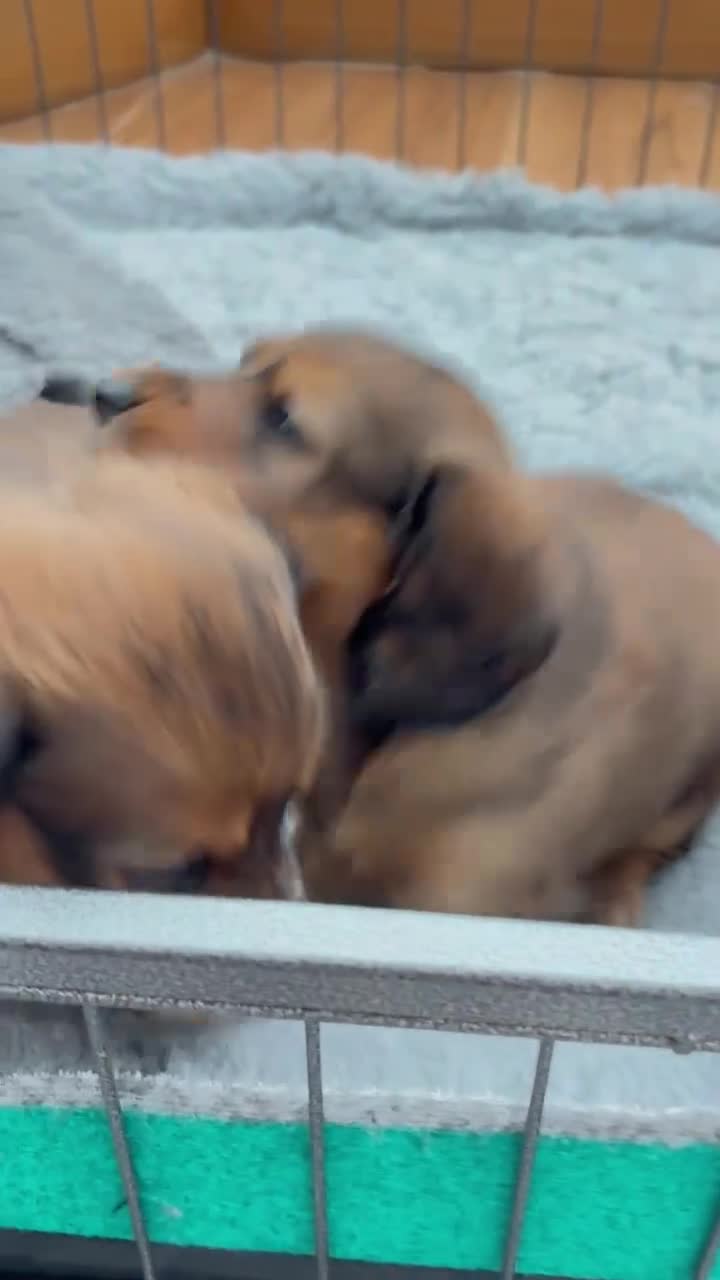 Miniature Dachshund dogs for sale: Beautiful long haired Miniature Dachshund puppies - Video 1