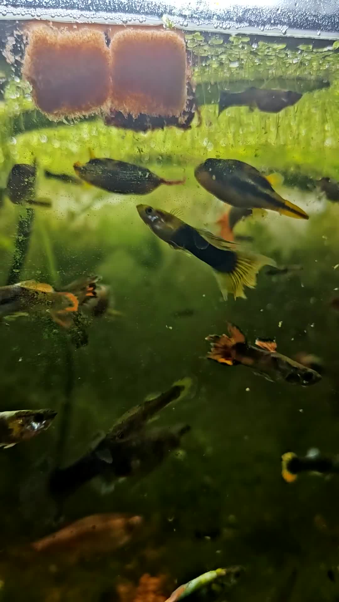 Live Bearers fish for sale: Guppy fry - Video 1