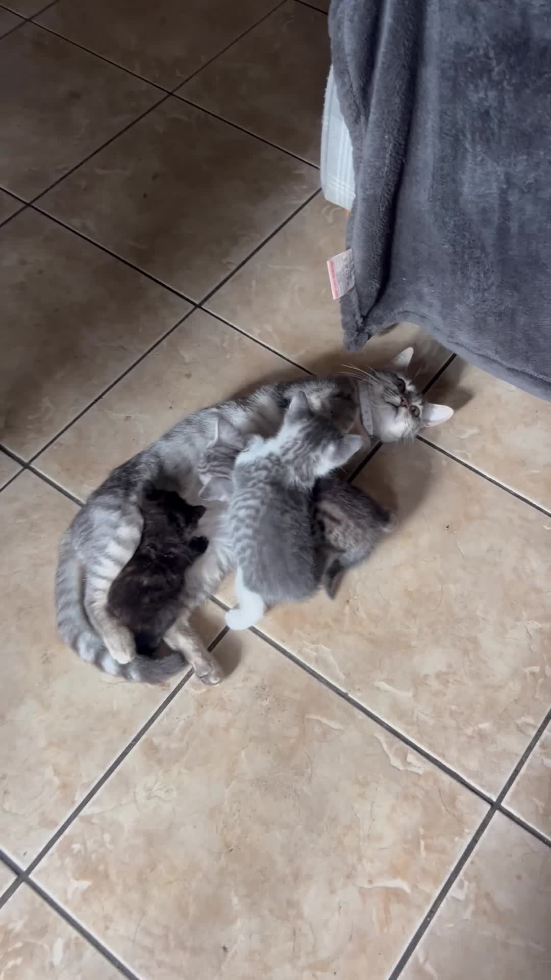 Mixed Breed cats for sale: Kittens for sale - Video 1
