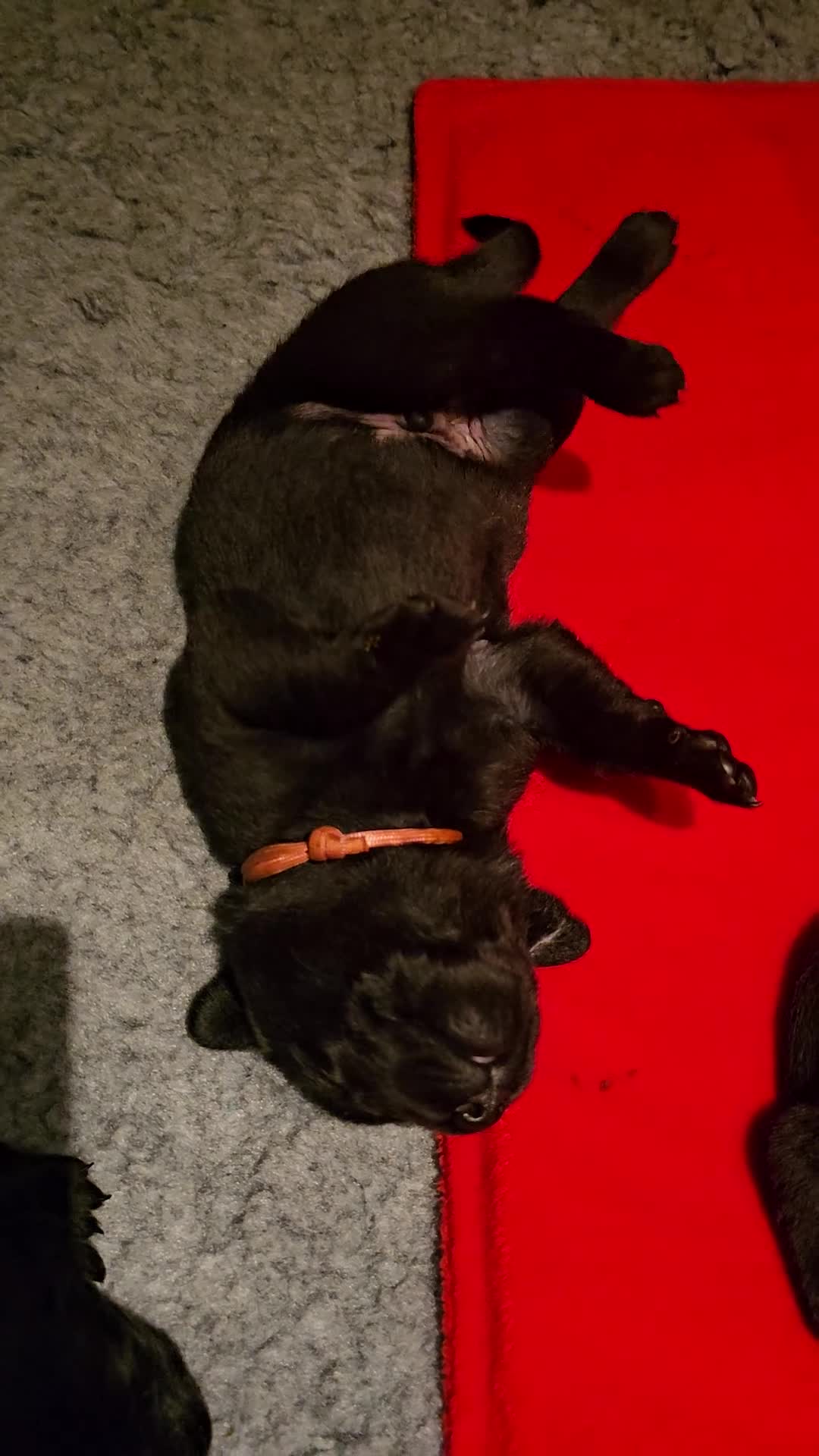 Labrador Retriever dogs for sale: Superb, black labrador, FTCH pedigree, puppies - Video 2