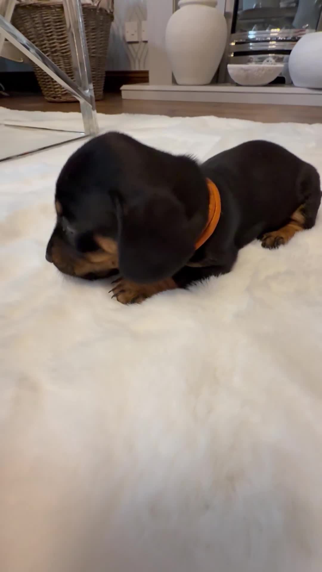 Dachshund dogs for sale: Dachshunds for sale   - Video 1