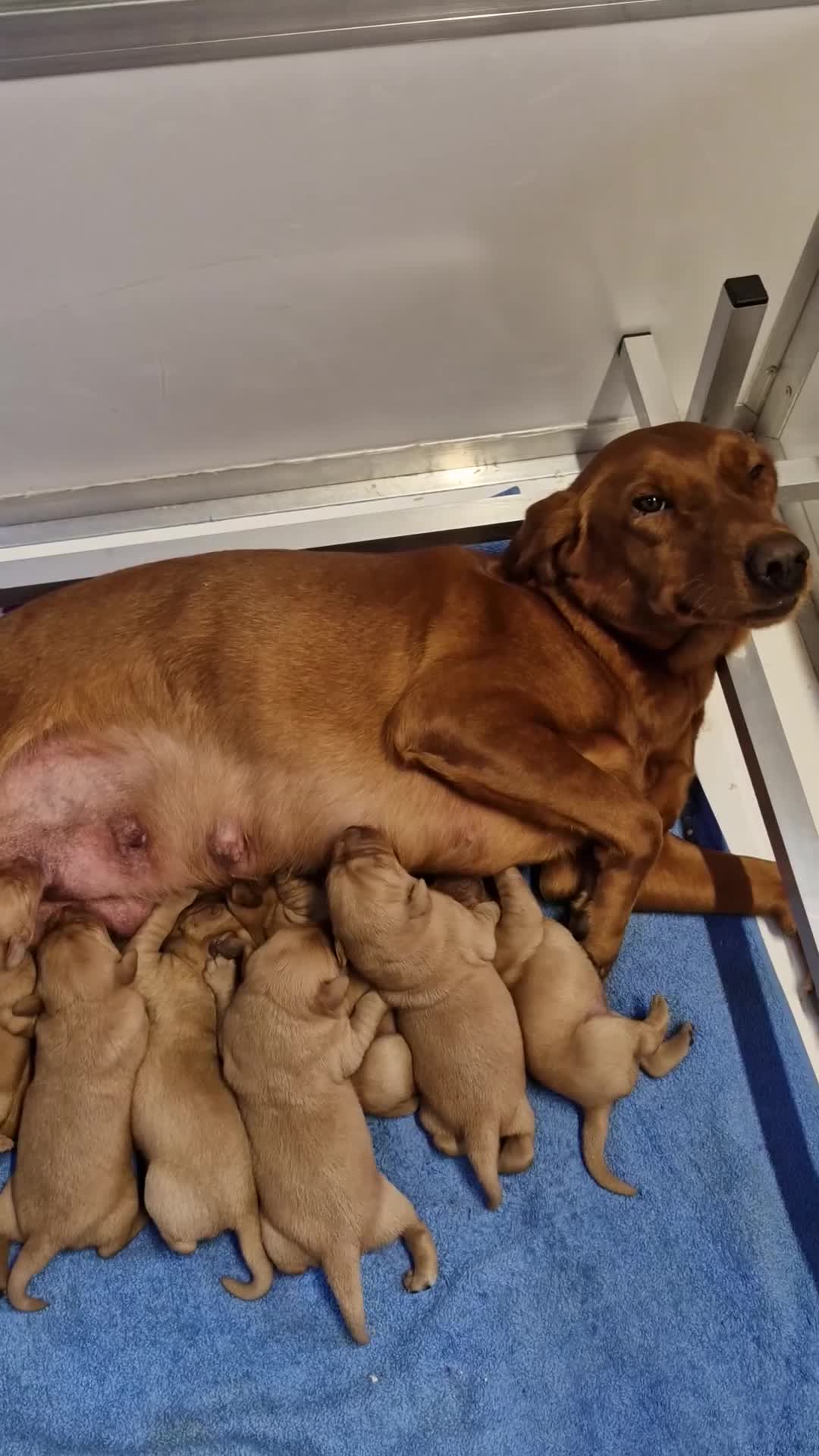 Labrador Retriever dogs for sale: Kc Fox Red Lab Pups From Health Tested Parents  - Video 2