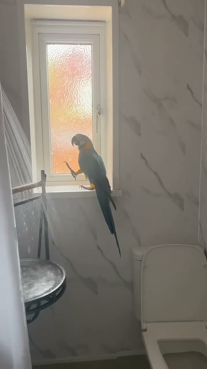 Macaws birds for sale: 8mth old silly tame  in Newport - Video 1