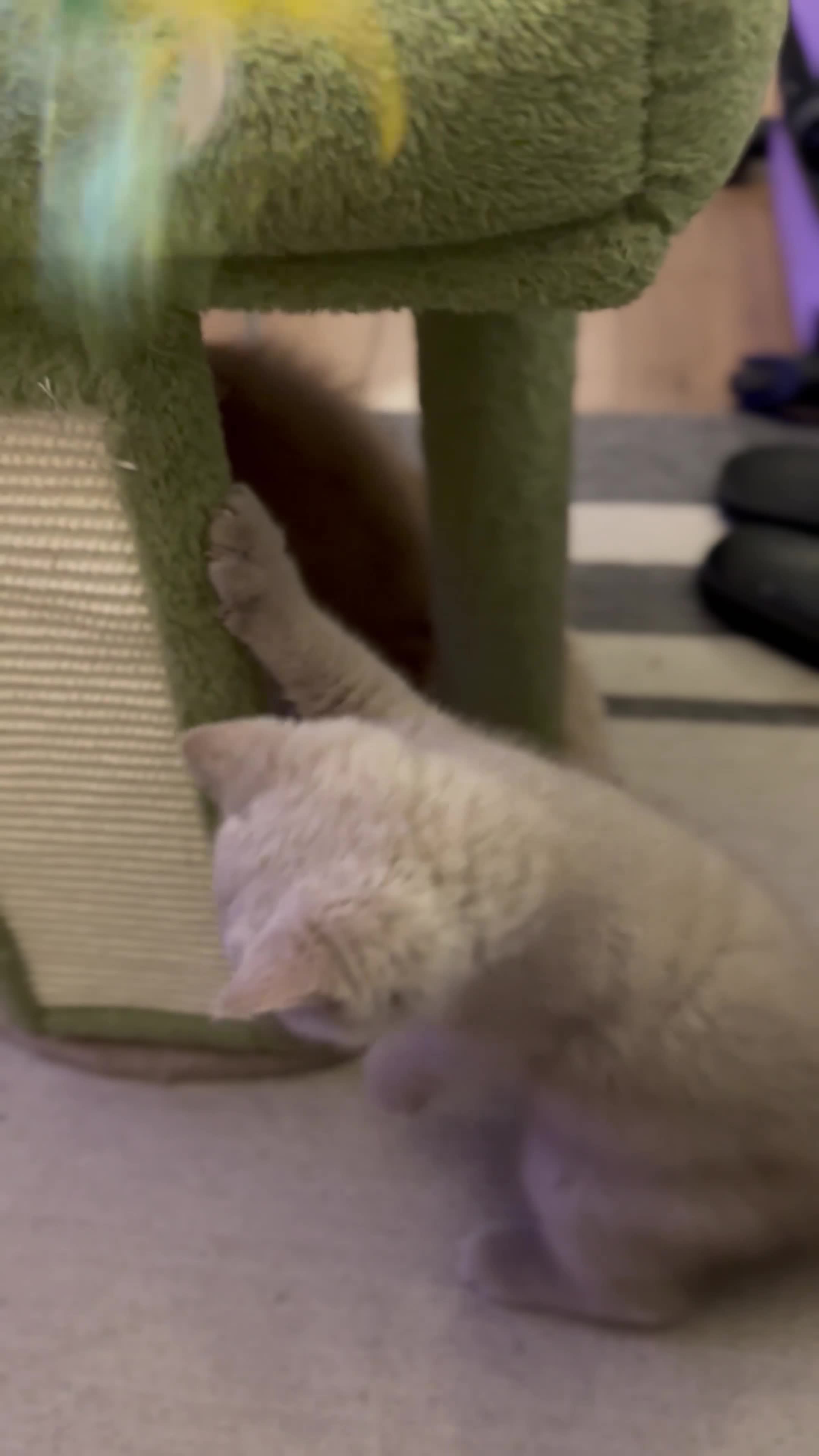 British Shorthair cats for sale: READY: Stunning British shorthair kitten Fawn girl - Video 2
