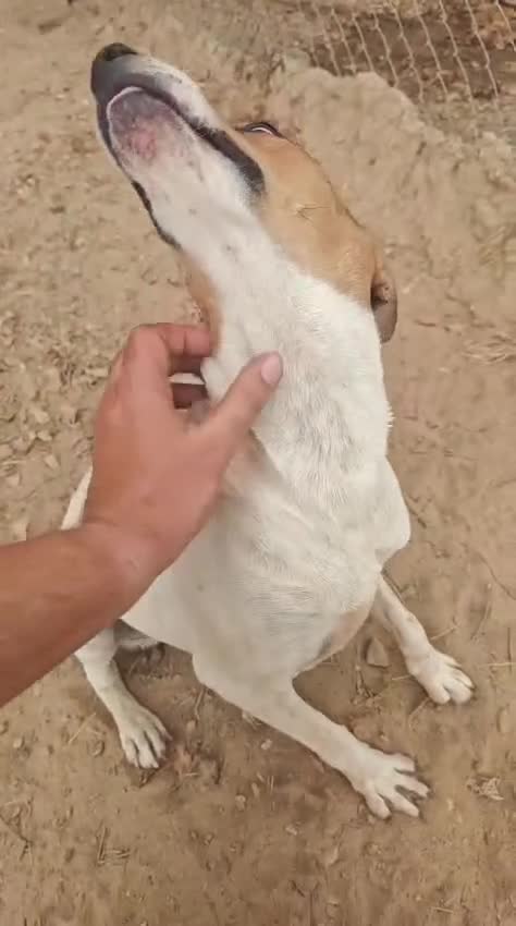 Mixed Breed dogs for adoption:  🚨 A Home For Bebe ❤️  - Video 3