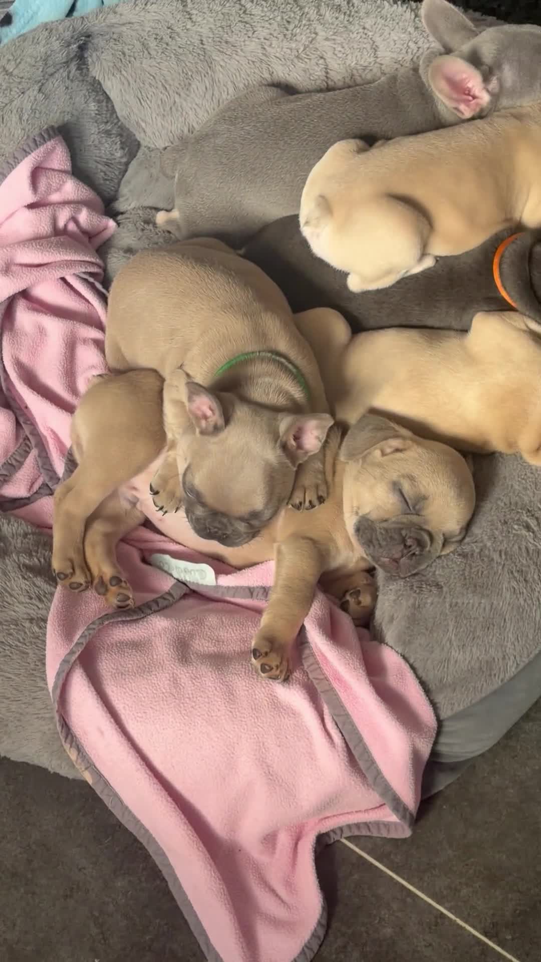 French Bulldog dogs for sale: Beautiful KC Registered French Bulldog Puppies 🐾 - Video 1