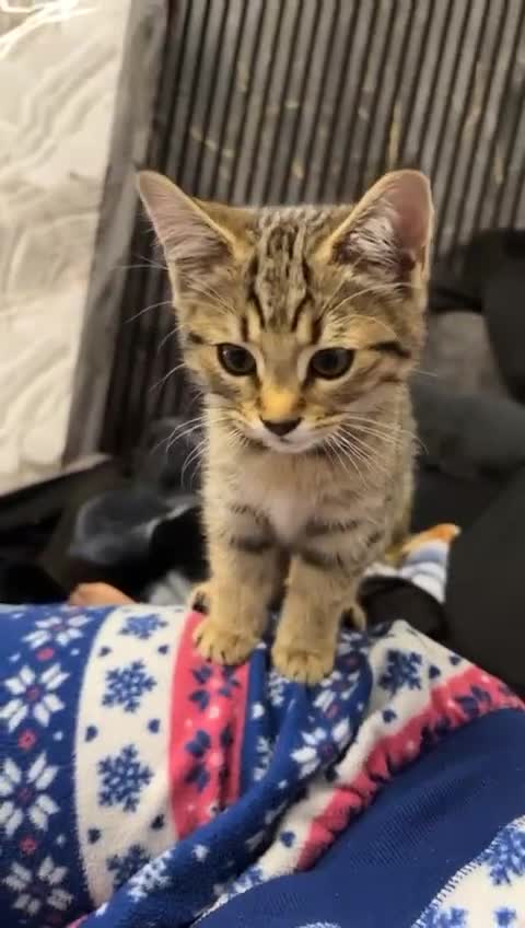 American Shorthair cats for sale: 3 Tabby kittens and 1 bombay kitten - Video 4