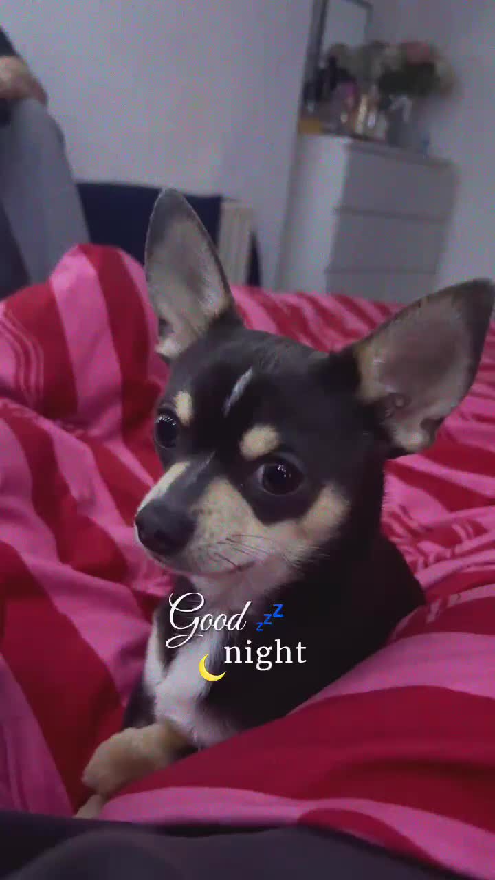 Chihuahua dogs for stud: Pablo, Blue Tri Chihuahua  - Video 2