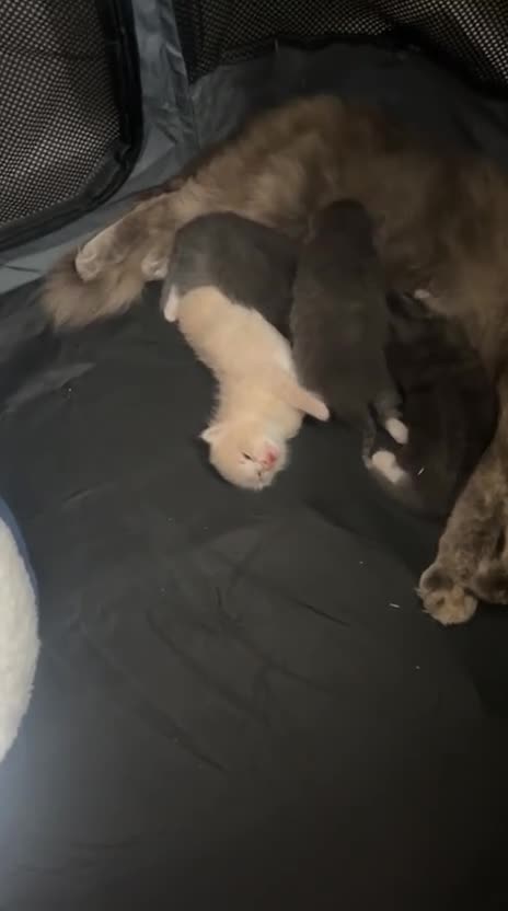 Mixed Breed cats for sale: 3 x fluffy grey and 1 champagne/cream kitten in Yelverton - Video 2